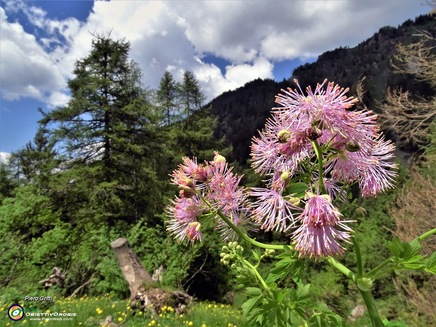 59 Thalictrum aquilegifolium  (Pigamo colombino) nel bosco.JPG -                                